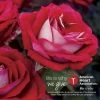 Grateful Heart® Hybrid Tea Rose 1 Grateful Heart® Hybrid Tea Rose -Botanical Bliss v2191