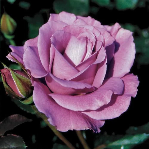 Angel Face Floribunda Rose 3 Angel Face Floribunda Rose