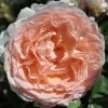 Bliss Parfuma® Hybrid Tea Rose -Botanical Bliss v2202