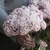 Hydrangea Incrediball® Blush Smooth Hydrangea -Botanical Bliss v2353