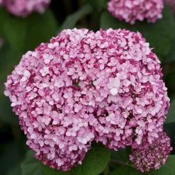 Hydrangea Incrediball® Blush Smooth Hydrangea -Botanical Bliss v2353 2
