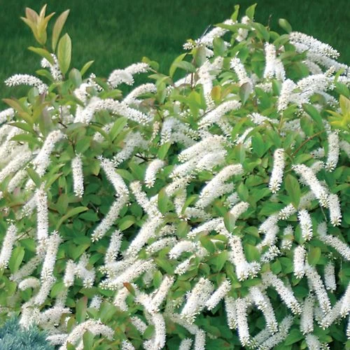 Little Henry® Sweetspire 4 Little Henry® Sweetspire - Image 2