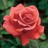Fragrant Cloud Hybrid Tea Rose 2 Fragrant Cloud Hybrid Tea Rose -Botanical Bliss v2366