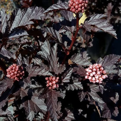 Physocarpus Panther® Ninebark 3 Physocarpus Panther® Ninebark