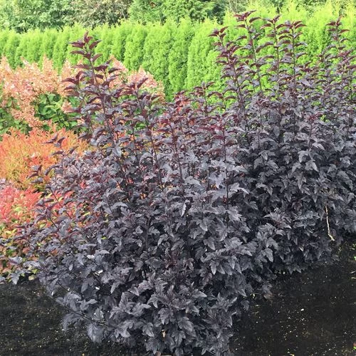 Physocarpus Panther® Ninebark 4 Physocarpus Panther® Ninebark - Image 2