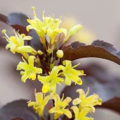 Diervilla Nightglow™ Bush Honeysuckle -Botanical Bliss v2414 2