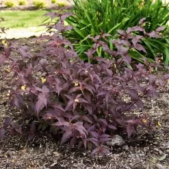 Diervilla Nightglow™ Bush Honeysuckle -Botanical Bliss v2414 4