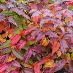 Diervilla Nightglow™ Bush Honeysuckle -Botanical Bliss v2414 5