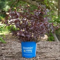 Diervilla Nightglow™ Bush Honeysuckle -Botanical Bliss v2414 7