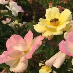 Rosa Peach Lemonade® 7 Rosa Peach Lemonade® -Botanical Bliss v2415 1