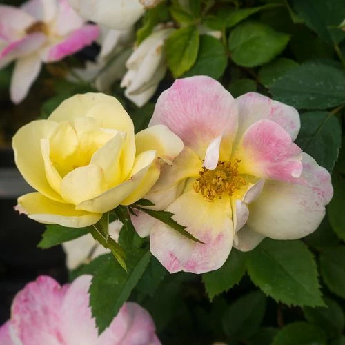 Rosa Peach Lemonade® 5 Rosa Peach Lemonade® - Image 3