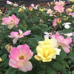 Rosa Peach Lemonade® 9 Rosa Peach Lemonade® -Botanical Bliss v2415 3