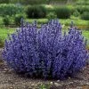 'Cat's Pajamas' Catmint -Botanical Bliss v2416