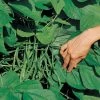 Jade Organic Bush Bean Seeds 2 Jade Organic Bush Bean Seeds -Botanical Bliss v2431