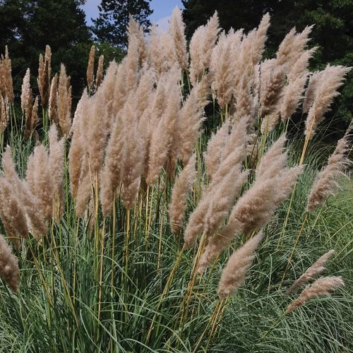 Cortaderia 'Rosea' Pink Pampas Grass 3 Cortaderia 'Rosea' Pink Pampas Grass