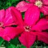 Clematis 'Ernest Markham' -Botanical Bliss v2513