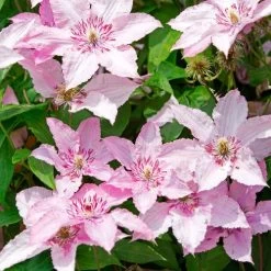 Clematis 'Hagley' -Botanical Bliss v2514 1