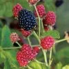 Rubus Bushel And Berry® Baby Cakes® Blackberry 2 Rubus Bushel And Berry® Baby Cakes® Blackberry -Botanical Bliss v2518