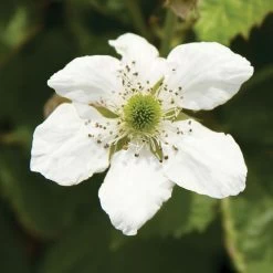 Rubus Bushel And Berry® Baby Cakes® Blackberry -Botanical Bliss v2518 1