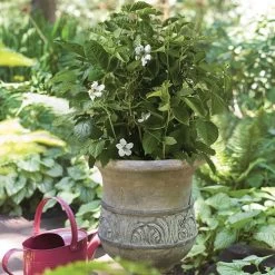 Rubus Bushel And Berry® Baby Cakes® Blackberry -Botanical Bliss v2518 2