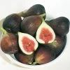 Ficus 'Brown Turkey' Fig -Botanical Bliss v2523