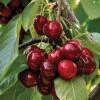 Prunus 'Stella' Compact Cherry Tree -Botanical Bliss v2524