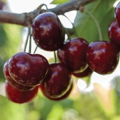 Prunus 'Stella' Compact Cherry Tree -Botanical Bliss v2524 1