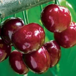 Prunus 'Stella' Compact Cherry Tree -Botanical Bliss v2524 2