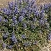 Ajuga 'Chocolate Chip' Bugleweed -Botanical Bliss v2525