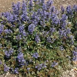 Ajuga 'Chocolate Chip' Bugleweed