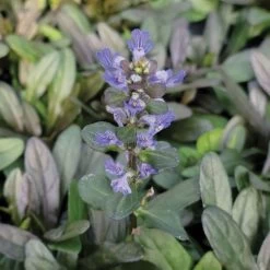 Ajuga 'Chocolate Chip' Bugleweed -Botanical Bliss v2525 2