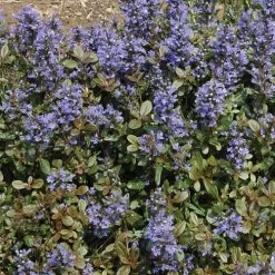 Ajuga 'Chocolate Chip' Bugleweed -Botanical Bliss v2525 3