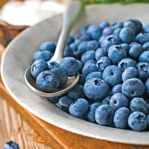 Vaccinium 'Patriot' Blueberry 3 Vaccinium 'Patriot' Blueberry