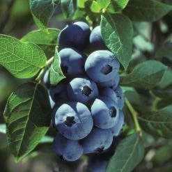 Vaccinium 'Chippewa' Blueberry