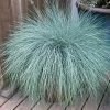 Festuca Beyond Blue™ Ornamental Fescue -Botanical Bliss v2534
