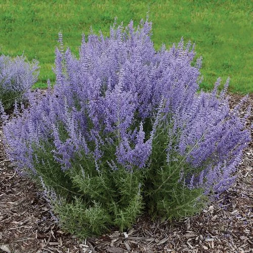 Perovskia 'Denim 'n Lace' Russian Sage 3 Perovskia 'Denim 'n Lace' Russian Sage