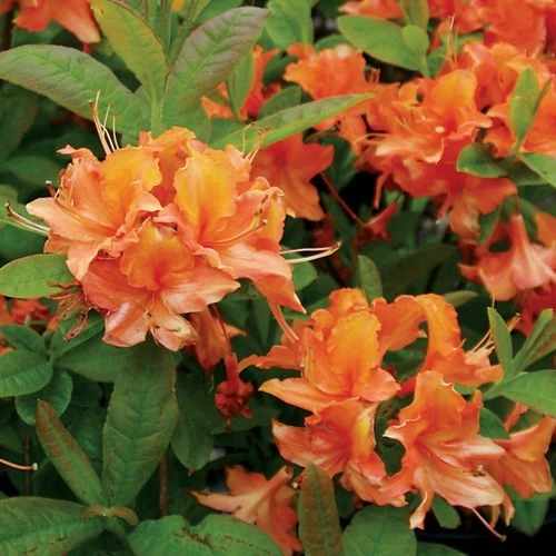 Rhododendron 'Mandarin Lights' Azalea 3 Rhododendron 'Mandarin Lights' Azalea