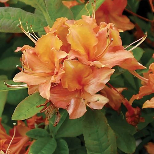 Rhododendron 'Mandarin Lights' Azalea 4 Rhododendron 'Mandarin Lights' Azalea - Image 2