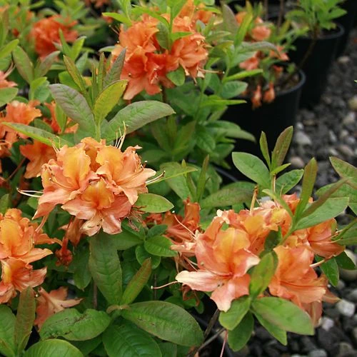 Rhododendron 'Mandarin Lights' Azalea 5 Rhododendron 'Mandarin Lights' Azalea - Image 3