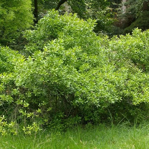 Myrica Northern Bayberry 3 Myrica Northern Bayberry