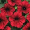 Tidal Wave® Red Velour Petunia Seeds -Botanical Bliss v2578