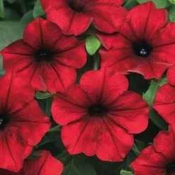 Tidal Wave® Red Velour Petunia Seeds