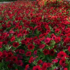 Tidal Wave® Red Velour Petunia Seeds -Botanical Bliss v2578 2