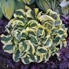 Hosta 'Mini Skirt' Plantain Lily -Botanical Bliss v2582