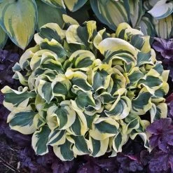 Hosta 'Mini Skirt' Plantain Lily