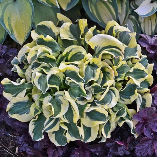 Hosta 'Mini Skirt' Plantain Lily 3 Hosta 'Mini Skirt' Plantain Lily