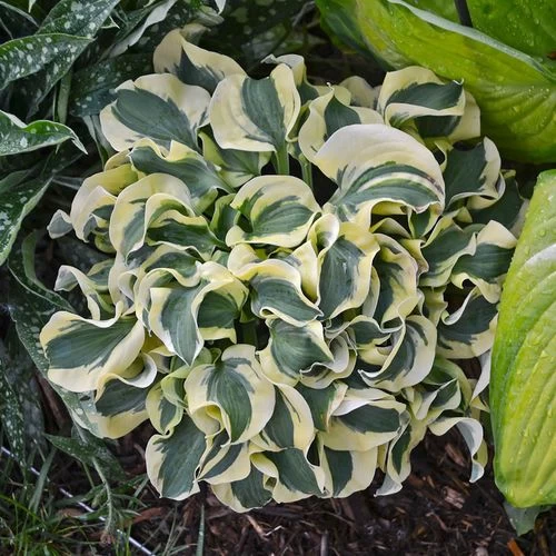 Hosta 'Mini Skirt' Plantain Lily 4 Hosta 'Mini Skirt' Plantain Lily - Image 2