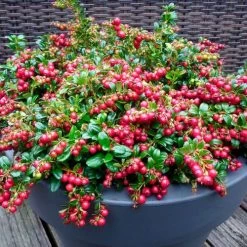 Vaccinium 'Red Candy' Lingonberry -Botanical Bliss v2584 2