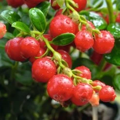 Vaccinium 'Red Candy' Lingonberry -Botanical Bliss v2584 3
