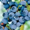 Vaccinium 'Razz' Blueberry -Botanical Bliss v2585